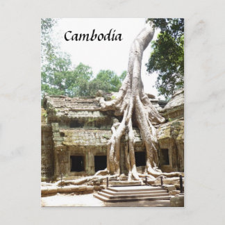 ta prohm tree roots postcard