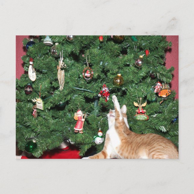 Tabby and Christmas tree Holiday Postcard (Front)