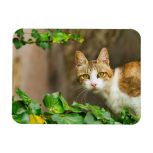 Tabby and White Cat and Ivy Magnet