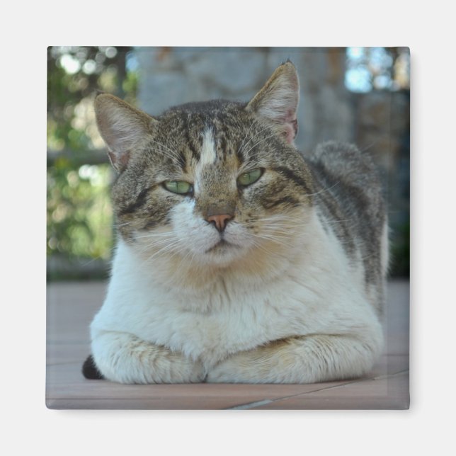 Tabby and White Cat Magnet (Front)