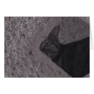 Tabby Cat