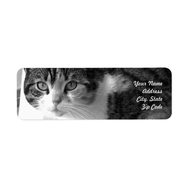 Tabby cat address labels (Front)