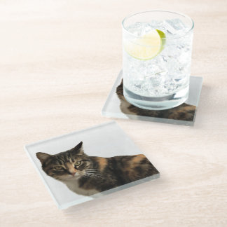 Tabby Cat Artistic Portrait On White Background Glass Coaster