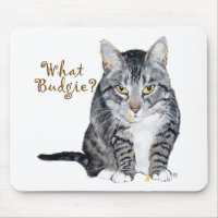 Tabby Cat Asks: What Budgie?