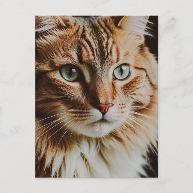 TABBY CAT BEAUTIFUL POSTCARD (Front)