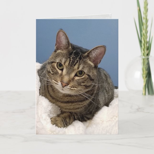 tabby cat birthday card (Front)