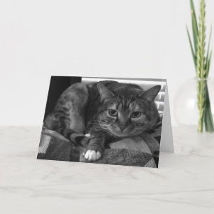 Tabby Cat Card