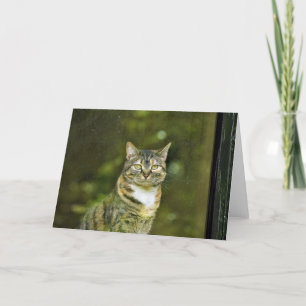 Tabby Cat, card