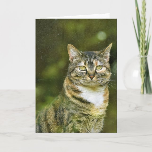 Tabby Cat, card (Front)