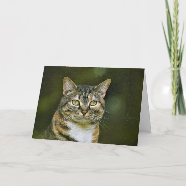 Tabby Cat, card (Front)
