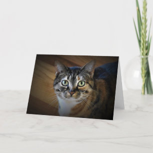 Tabby Cat, card
