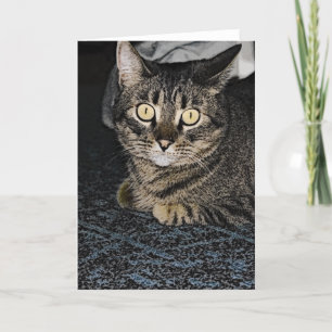 Tabby Cat Card