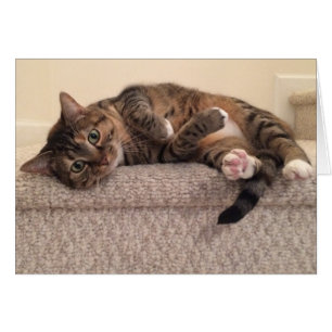 Tabby Cat, card