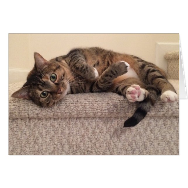 Tabby Cat, card (Front Horizontal)