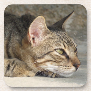 Tabby Cat Coasters
