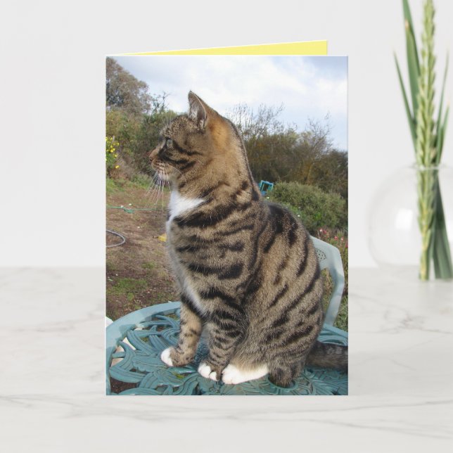 Tabby Cat Cute Striped Cats Birthday Card (Front)
