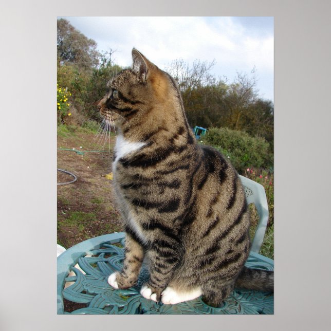 Tabby Cat Cute Striped Cats Birthday Wall Poster (Front)