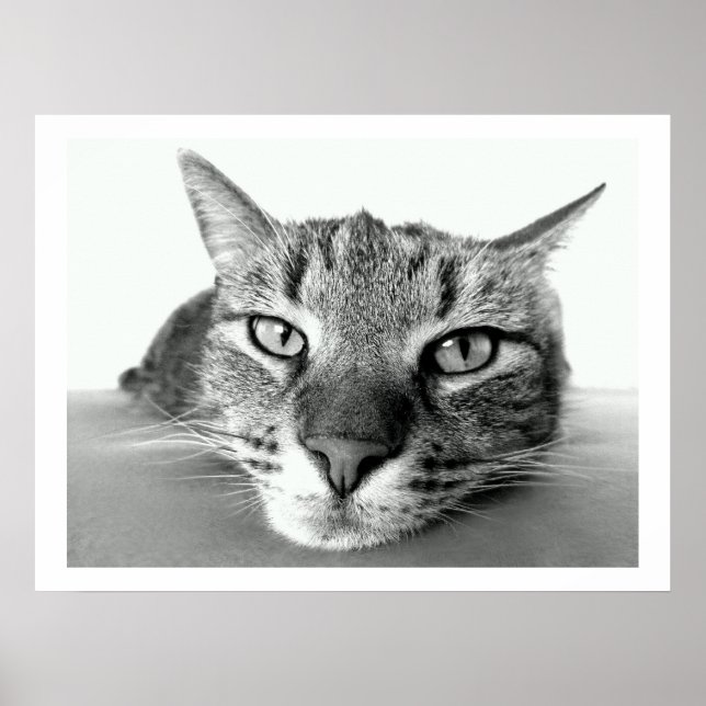 Tabby Cat Face Poster (Front)