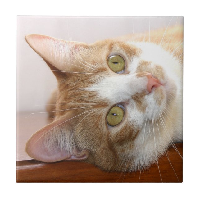 Tabby cat face tile (Front)