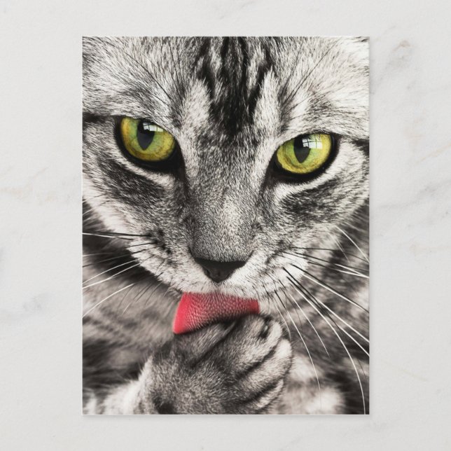 Tabby Cat Feline Green Eyes Close Up Licking Paw Postcard (Front)