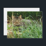 Tabby Cat Hiding in Grass Garden Photo  Postcard<br><div class="desc">This postcard features on of my original photographs of a tabby cat lying on the brick patio behind the grass garden.    This cat is comfy and cosy in the garden and does not seem to mine me taking his photograph.</div>