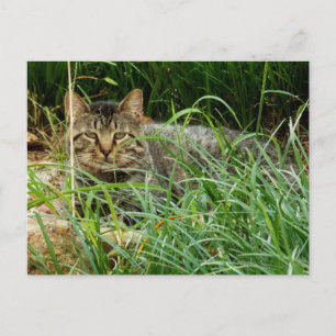 Tabby Cat Hiding in Grass Garden Photo Postcard