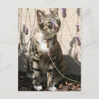 Tabby Cat in a Lavendor Bush Postcard