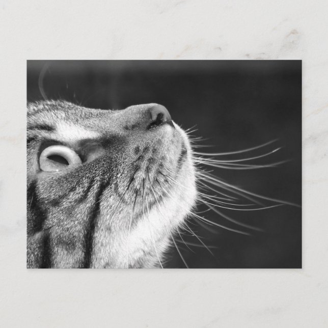 Tabby Cat in Black and White Postcard (Front)