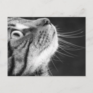 Tabby Cat in Black and White Postcard