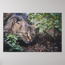 Tabby Cat in Woods Stalking