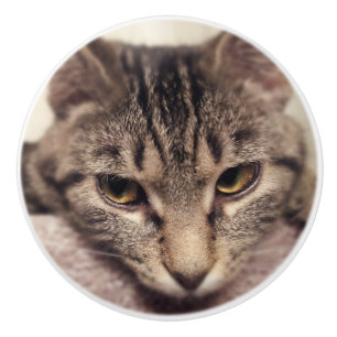 Tabby Cat-Instagram by Shirley Taylor Ceramic Knob