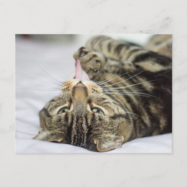 Tabby Cat Licking Paw Postcard (Front)