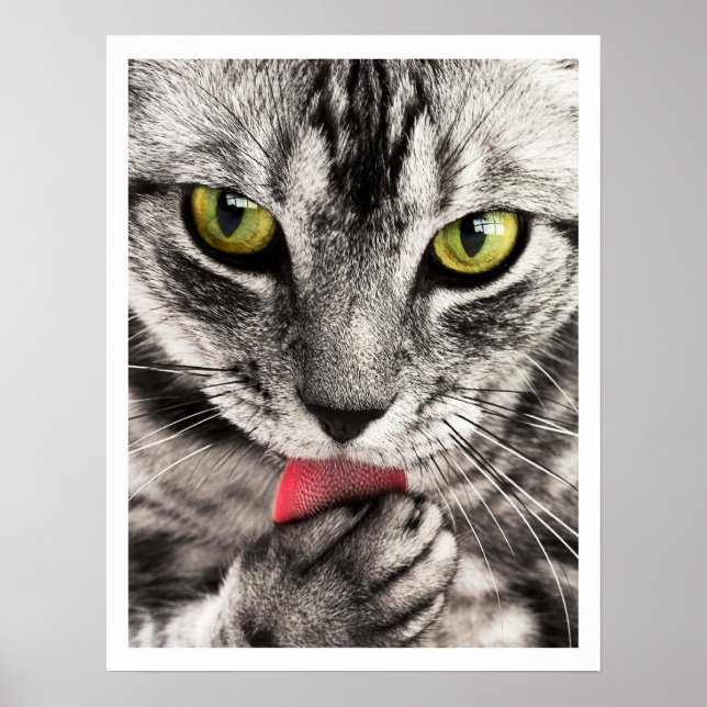 Tabby Cat Licking Paw Poster (Front)