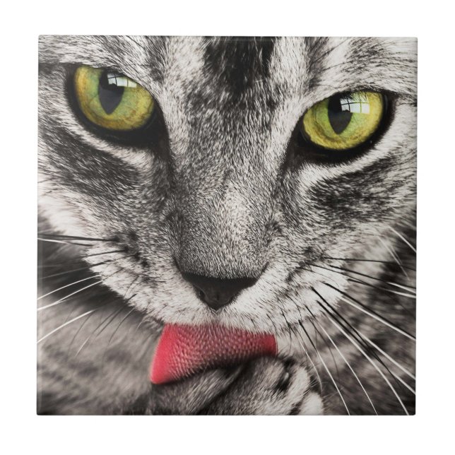 Tabby Cat Licking Paw Tile (Front)