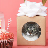 Tabby Cat Looking at You Pet Animal Photography