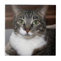 Tabby Cat Looking at You Pet Photograph