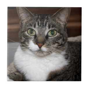 Tabby Cat Looking at You Tile
