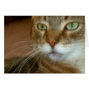 Tabby Cat Love