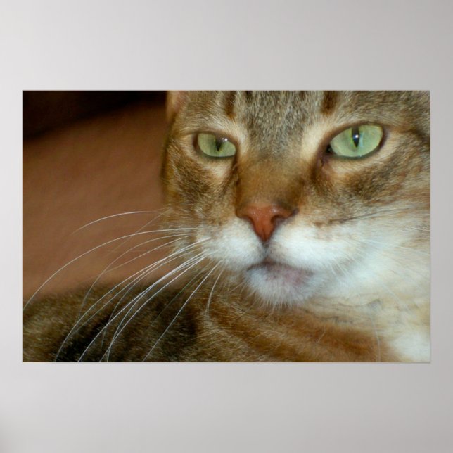 Tabby Cat Love Poster (Front)