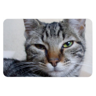 Tabby Cat Magnet