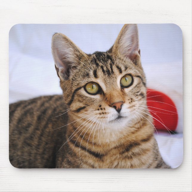 Tabby Cat Mouse Pad (Front)