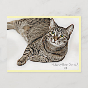 Tabby Cat "Nobody Ever Owns A Cat"   Postcard