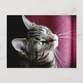 Tabby cat Note card