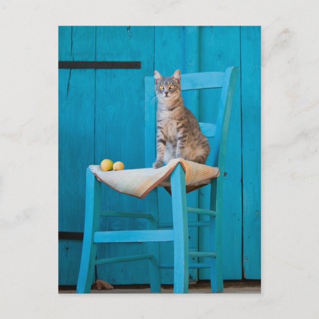 Tabby cat on a blue chair postcard (Front)