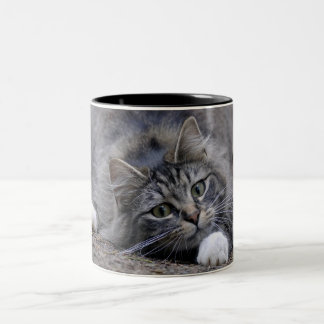 Tabby Cat on Alert Ready to Pounce Two-Tone Coffee Mug