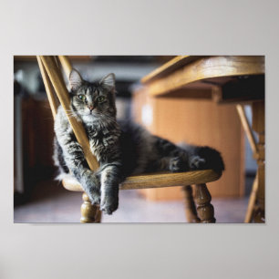 Tabby Cat on Wooden Dining Chair Photo Print