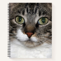 Tabby Cat Pet Animal Face Photography