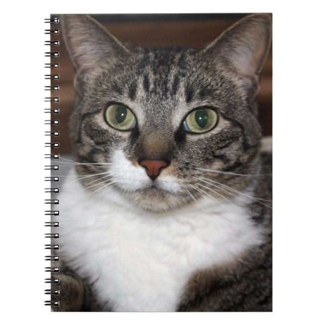 Tabby Cat Pet Animal Photography Spiral Notebook (Front)