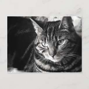 Tabby Cat Postcard