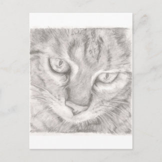 Tabby Cat Postcard